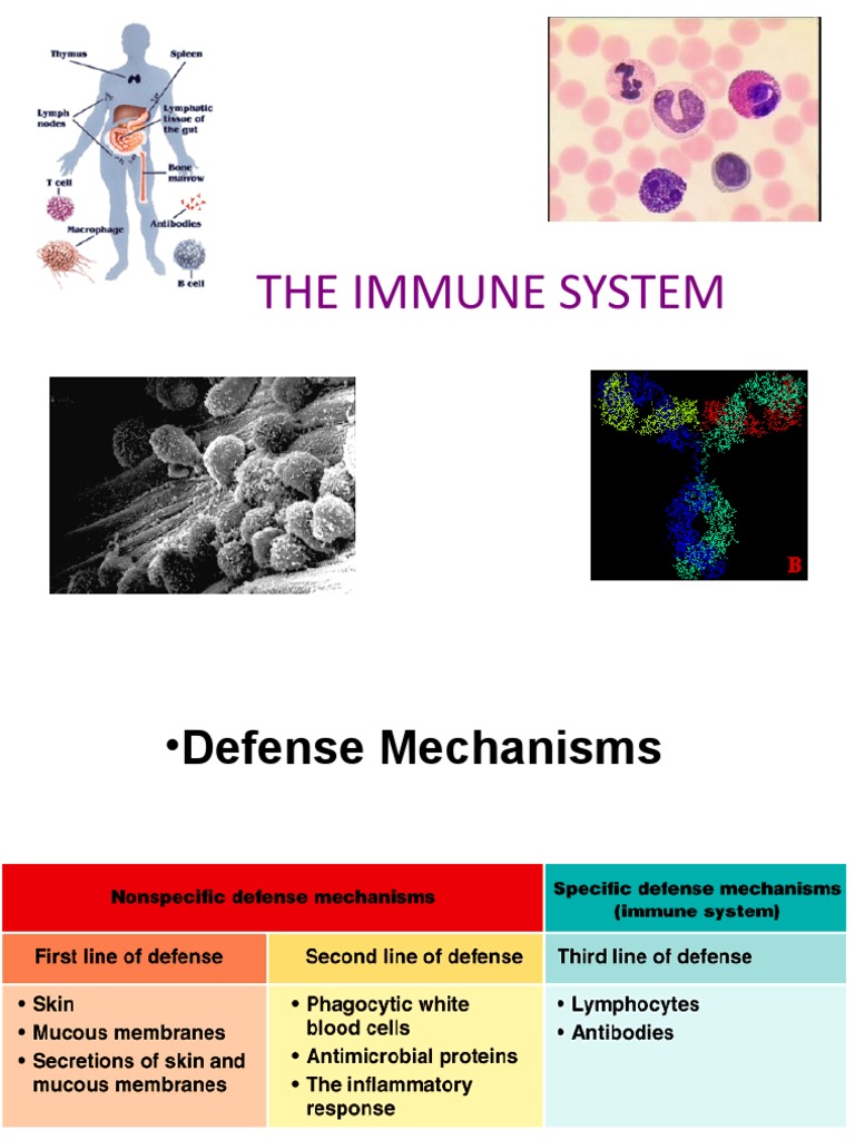 The Immune System | PDF | Adaptive Immune System | Immune System