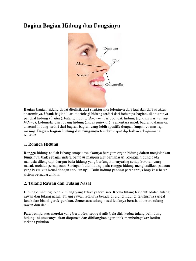Bagian Bagian Hidung dan Fungsinya.docx
