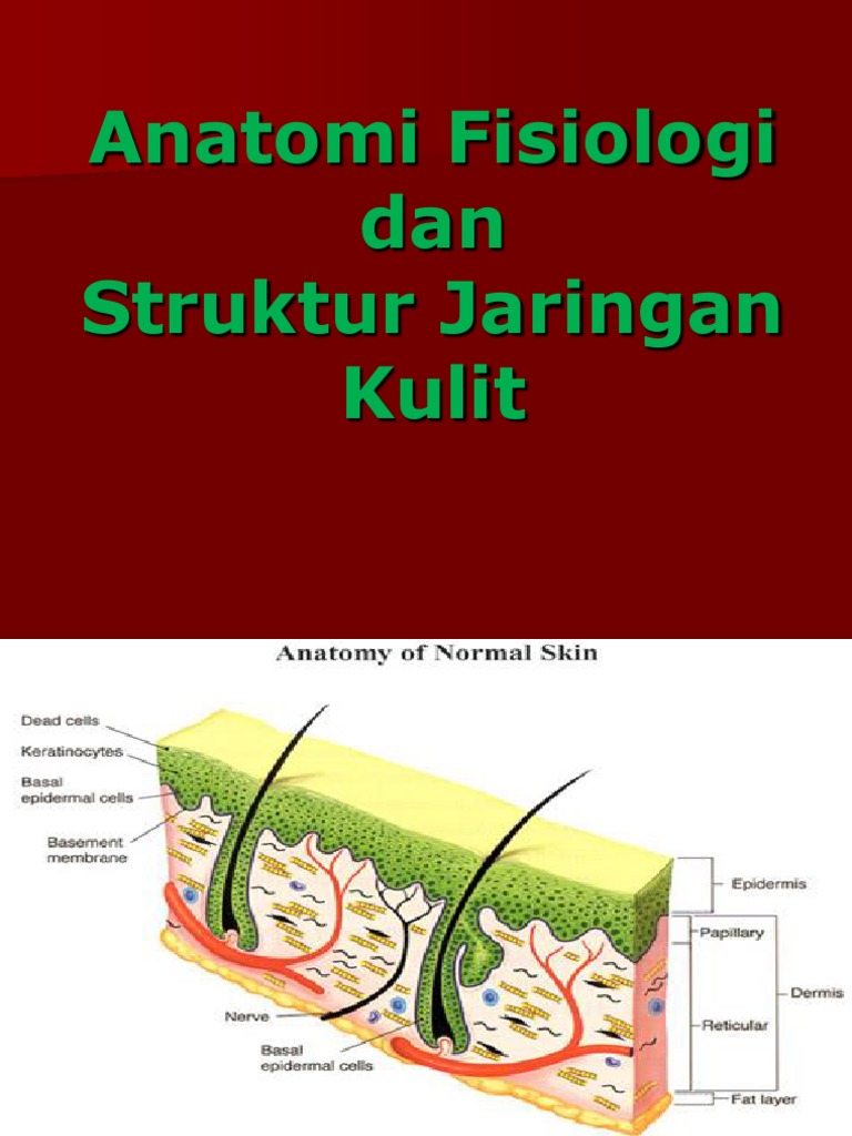 Anatomi Fisiologi Dan Struktur Kulit