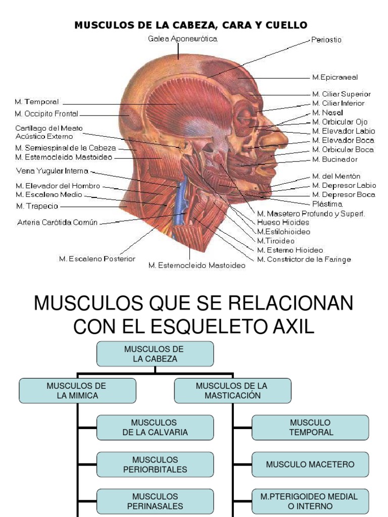 Musculos Cara, Cabeza, Cuello | PDF | Anatomía humana | Sistema  musculoesquelético, image size:768x1024
