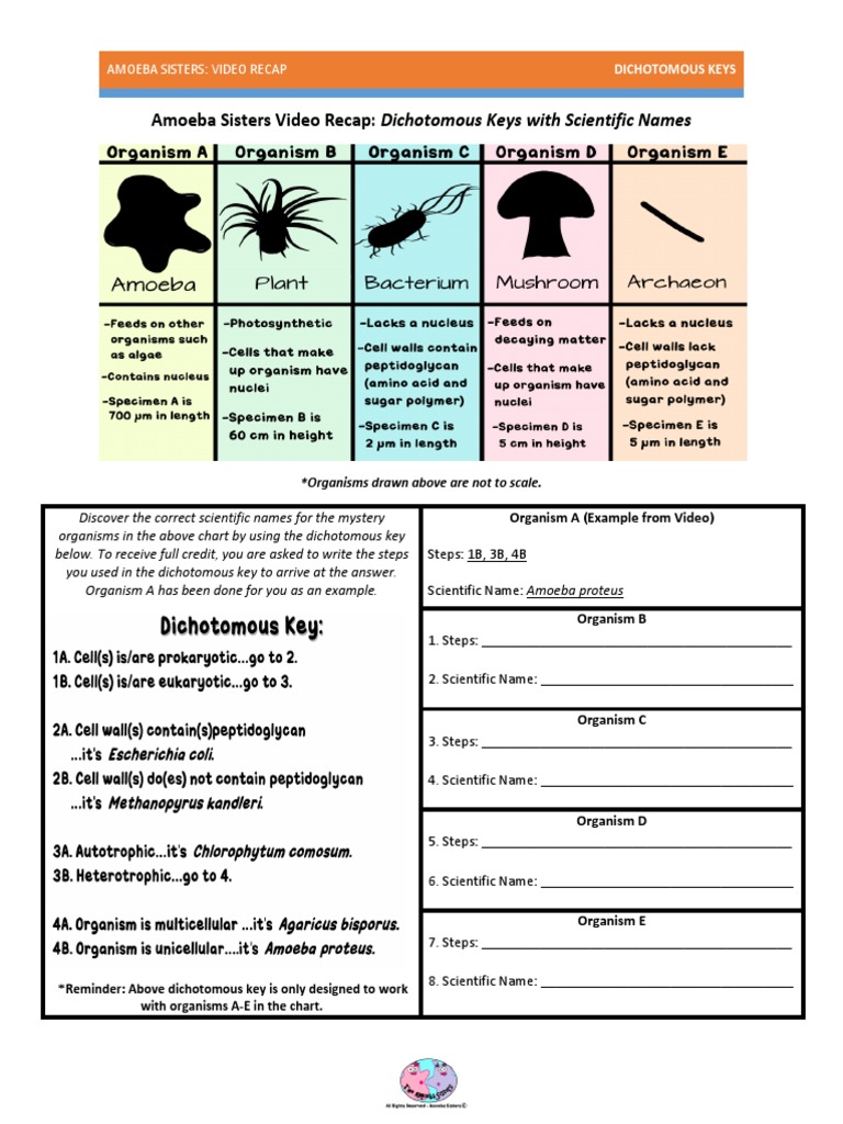 Dichotomous Key Worksheet Doc For Dichotomous Key Worksheet Middle School