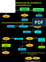 Diapositivas de Embrio Regulacion Molecular