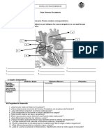 Guia-sistema circulatorio.docx