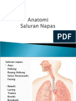 Anatomi Saluran Napas.ppt