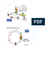 Parasitology Life Cycles