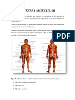 Sistema Muscular