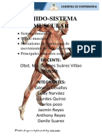 Informe Del Sistema Muscular