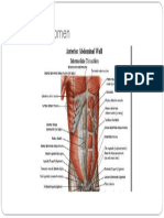 Anatomi Abdomen