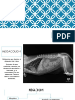 Megacolon en Caninos (Imagenologia)