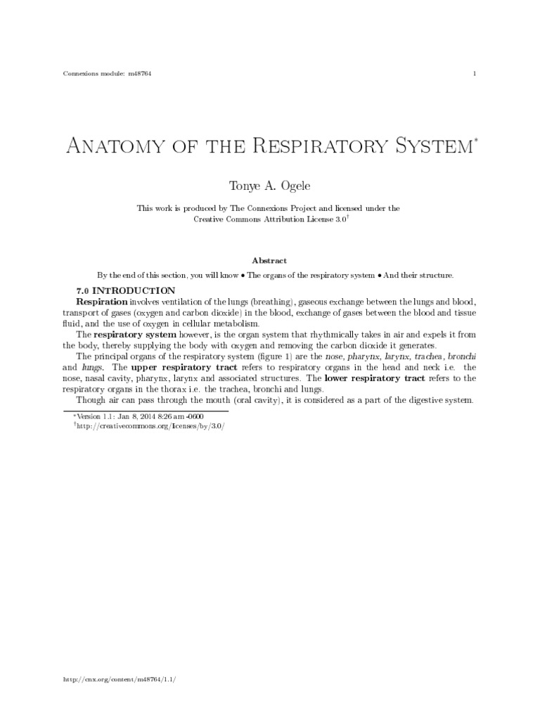 Anatomy of the Respiratory System | PDF | Respiratory Tract | Lung