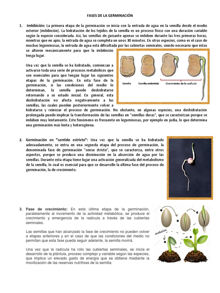 Fases de La Germinación Germinación Semilla