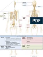 Axial Skeleton Summary