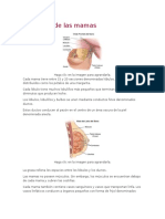 Anatomía de Las Mamas