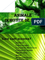 (24) ANIMALE OCROTITE