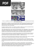 Cientistas Encontram Mais Antigo Ancestral Humano Na Etiópia