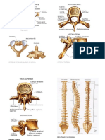 Libro de Osteologia y Fracturas