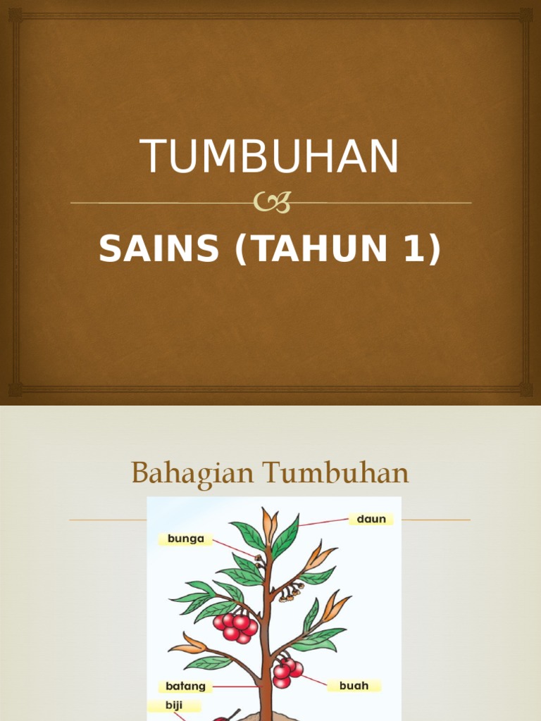 Tumbuhan Tahun 1 Pdf