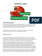 TAXONOMÍA DEL TOMATE.docx