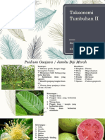 Taksonomi Tumbuhan II Psidium Guajava