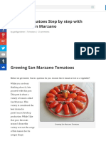 Growing Tomatoes Step by Step With Pictures - San Marzano - Urban Gardening, Terrace Gardening and H