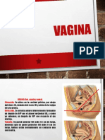 Vagina Expo