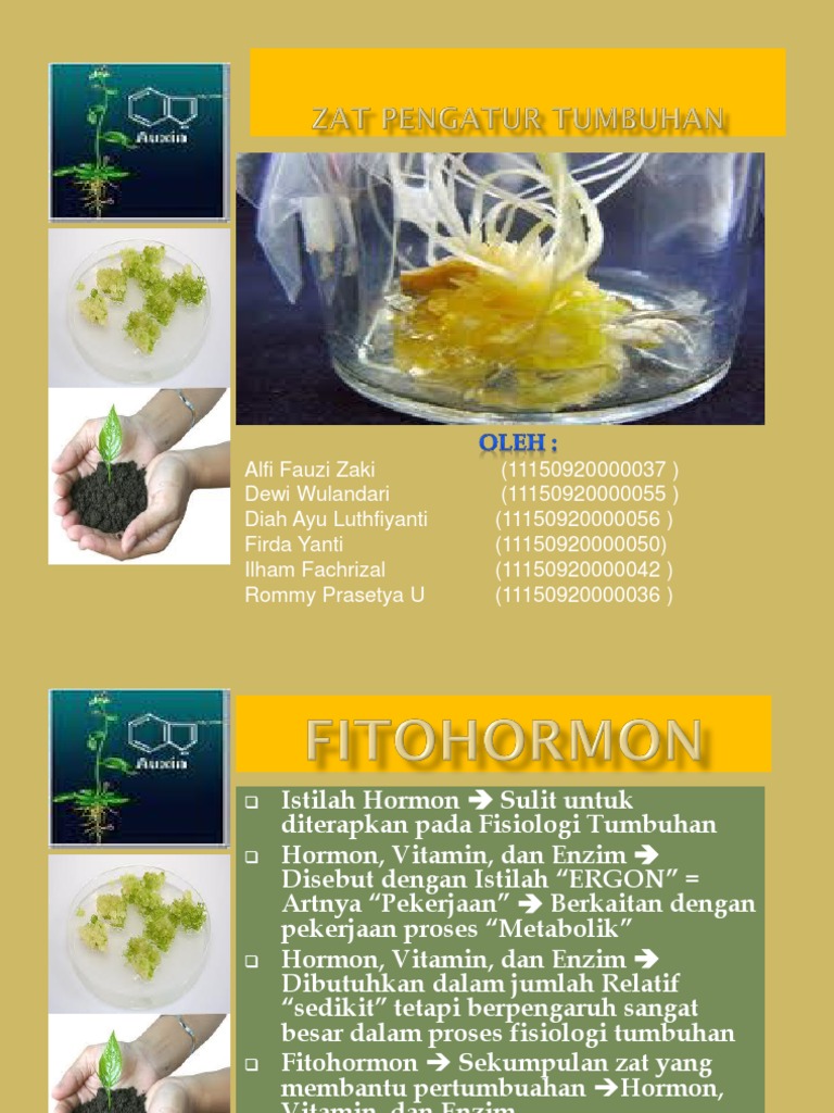 ZPT | PDF