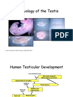 Embryology of the Testis Development