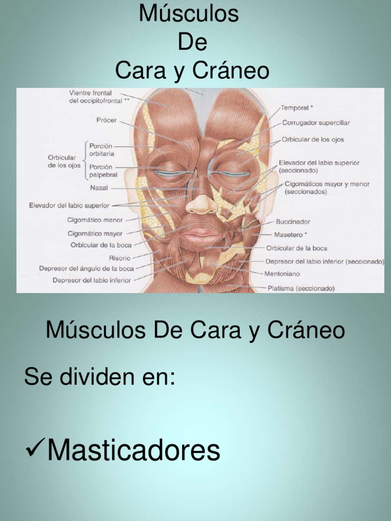 Musculos de Cara y Craneo | PDF | Cara | Cabeza y cuello humanos, image size:768x1024