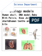 Biology Models: Human Skull, DNA Model, Baby With Pelvis, Knee Joint, Real Shark&human Teeths and Smoking Kits