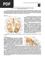 NEUROANATOMIA 11 - Estrutura e Funções Subtálamo, Epitálamo e Tálamo (2012).pdf