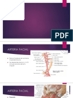 2 Carotida Externa