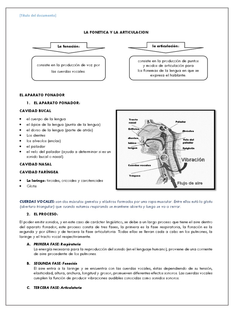 Estructura y Función del Aparato Fonador | PDF | Voz humana | Fonética