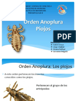 Orden Anoplura.pptx