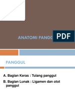 Anatomi Panggul-2010