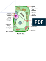 Plant Cell