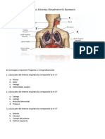 prueba-sistema-respiratorio.doc