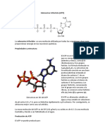 Adenosina Trifosfato