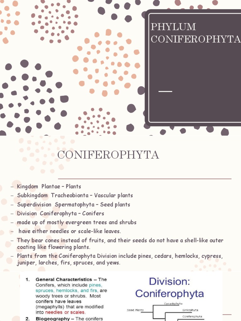 phylum coniferophyta