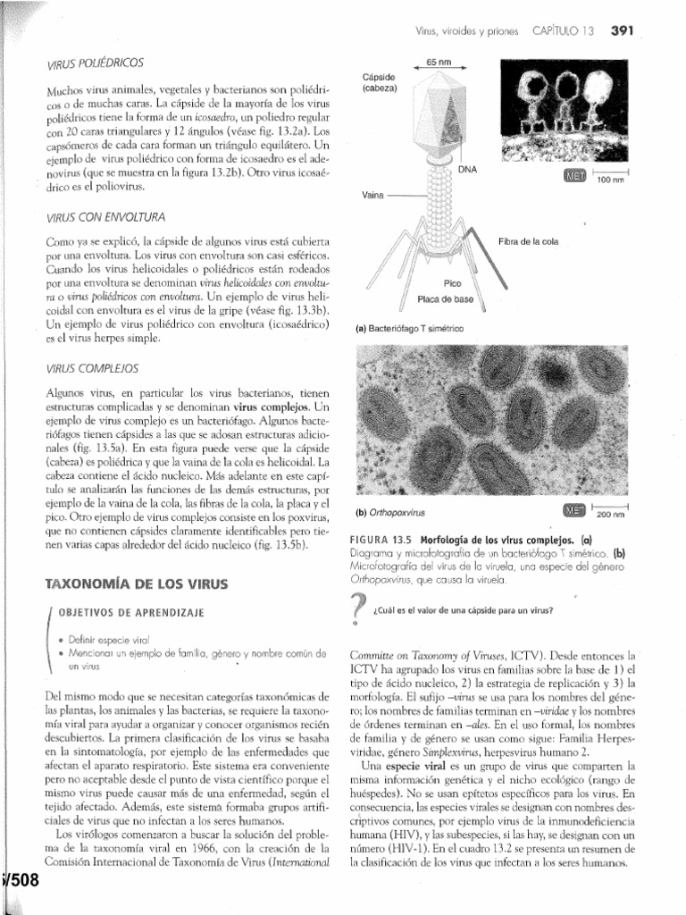 Taxonomia de Los Virus Virus Bacteriófago