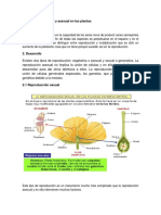 Reproducción Sexual y Asexual en Las Plantas