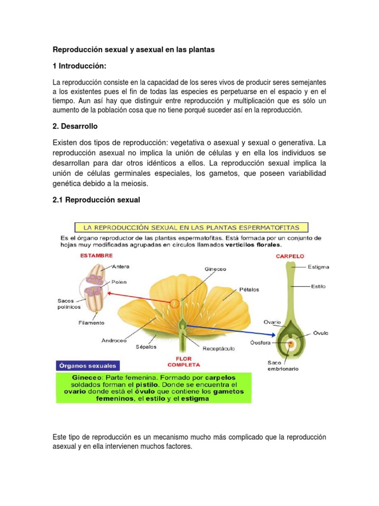 Meandro rango Tesoro Reproducción Sexual y Asexual en Las Plantas | PDF | Espora | Reproducción