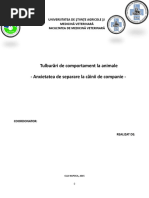 Anxietatea de Separare La Cainii de Companie