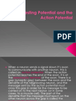 the resting potential and the action potential