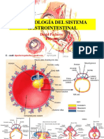 Embriología Gastrointestinal