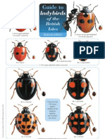 Guide Ladybird