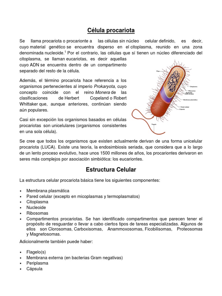 Célula Procariota | PDF | Procariota | Las bacterias