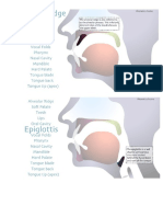 Flashcards Anatomy - Phonetics