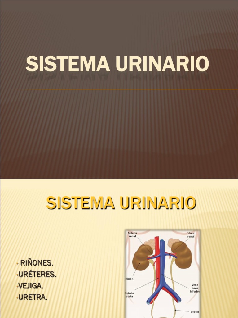 sistema-urinario.ppt | Kidney | Urinary System