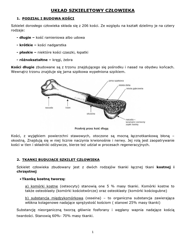 Aparat Ruchu Budowa Szkieletu Klasa 7