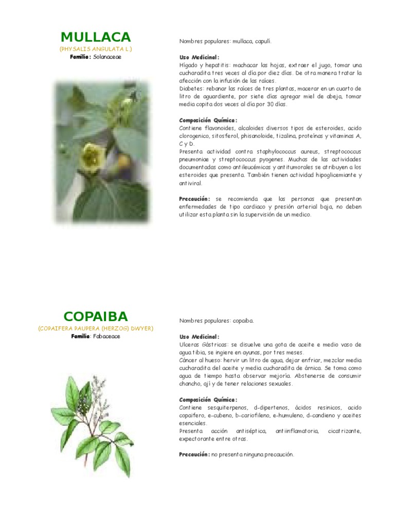 Fitoterapia: Usos de la Mullaca | PDF | Jengibre | Ajo